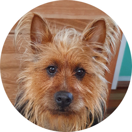 Django (profile picture)