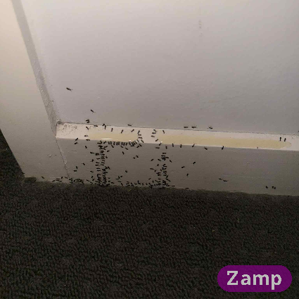 ant activity in location that was unexpected (up stairs no apparent food sources).