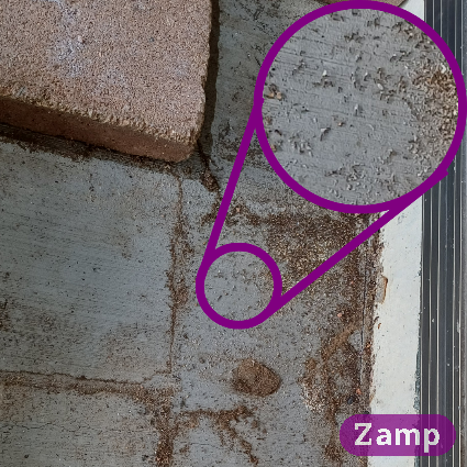 Coastal brown ants under pavers at a Townsville home.