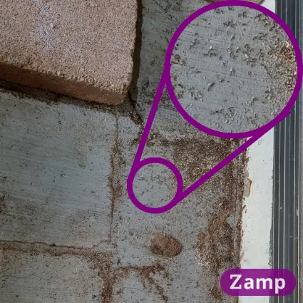 Close up image of coastal brown ants, which have built a nest under some loose pavers.
