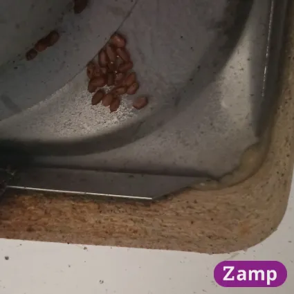 Brown Banded cockroach eggs underneath a kitchen sink.