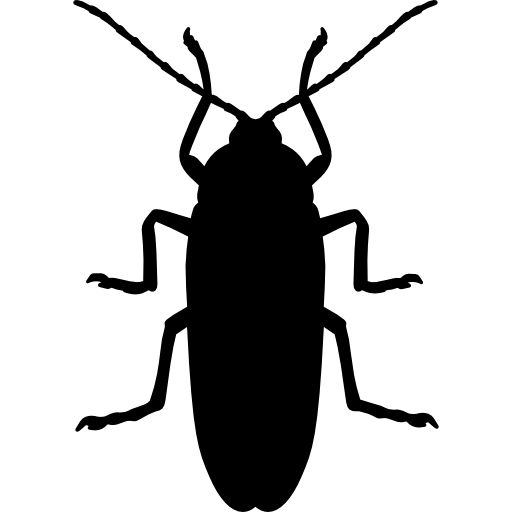 Generic image of a cockroach.