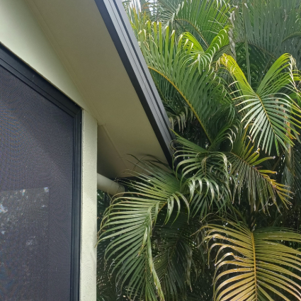 Rodents accessing roof from palm fronds