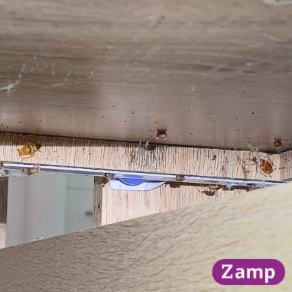 Active brown banded infestation - live adults, nymphs and eggs.