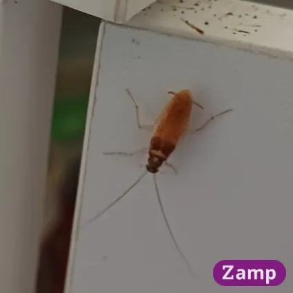 Brown banded cockroach on a cupboard door.