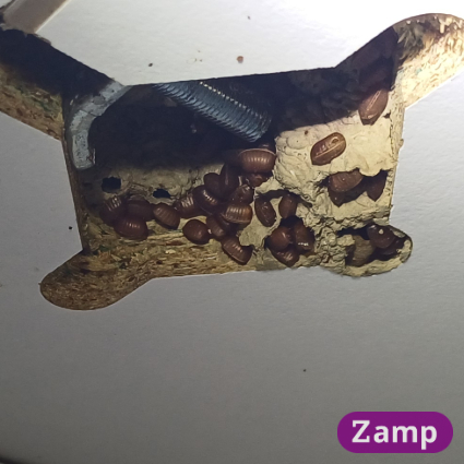Brown banded cockroach eggs in a cupboard.