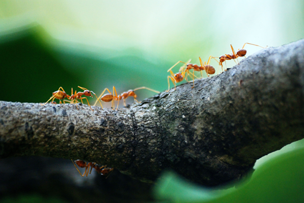 fire Ants on tree limb