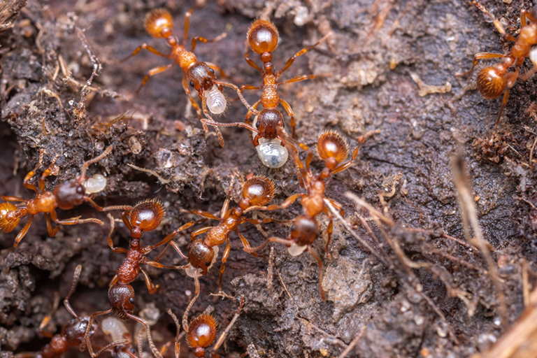 fire ants carrying eggs