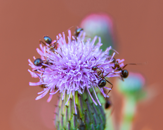 fire ants on cactus