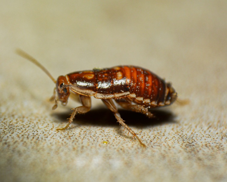 How to Identify and Treat Bed Bugs in Townsville