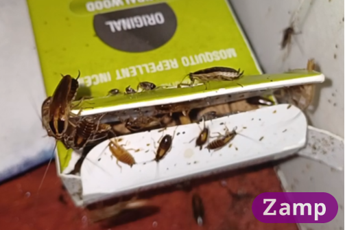 Cockroach Control Townsville: Identify & Treat Infestations 1 german cockroach 20 08