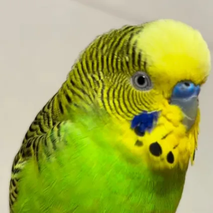 Pest Control 89 Budgie